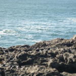 DSC00689-w740_h495